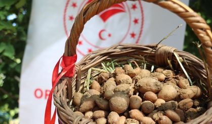 Proje kapsamında Buca'da salep hasadı yapıldı