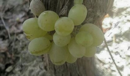 Omcada oluşan üzüm salkımı görenleri şaşırttı