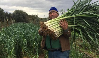  Manisalı üretici 35 yıl sonra ata tohumlarıyla sebze yetiştirmeye başladı
