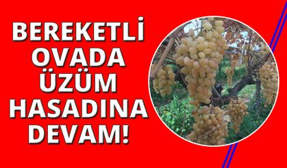 Manisa'da 6 aydır üzüm hasadı devam ediyor