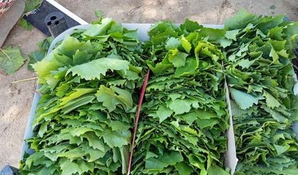 Sarıgöl’de bağ yaprağı sezonu açıldı