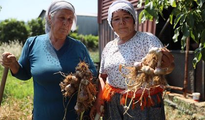 Coğrafi işaretli Ula sarımsağı ilgi odağı oldu