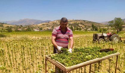 Sarıgöl’de tütün kırımı başladı