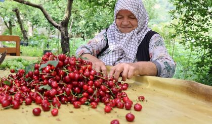 Ege'de zirai don kirazı vurdu!