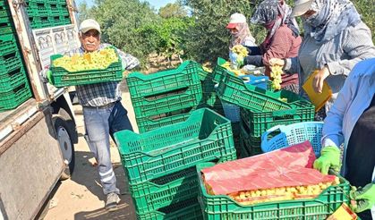 Manisa'da bağlarda üzüm sezonu heyecanı başladı