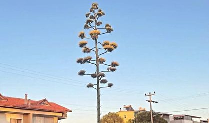 Dikili’de 30 yıllık agave çiçek açtı
