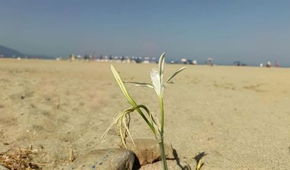 Yıllar Sonra Kuşadası'nda Kum Zambağı açtı
