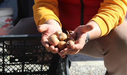 Beşbıyık meyvesi tezgahlarda yerini aldı