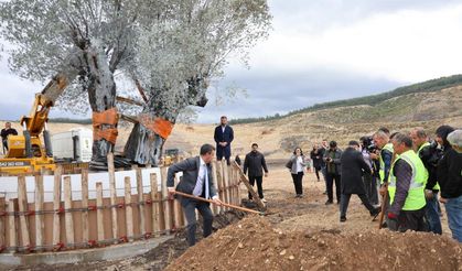 Milas'ta 3 asırlık zeytin ağacı yeni yerine törenle taşındı