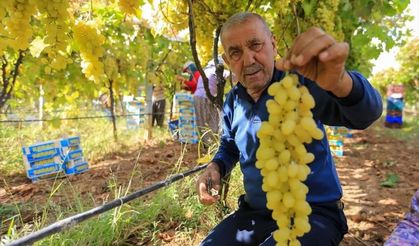 Sarıgöl'de üzüm fiyatları dibe vurdu