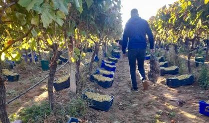 Sarıgöl’de örtüaltı üzüm hasadı devam ediyor