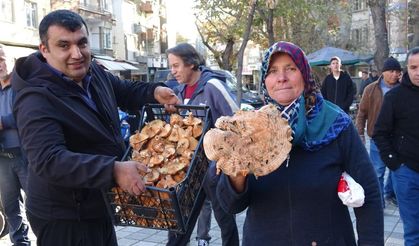 Kütahya'da melki mantarı çoğaldı, fiyatlar düştü