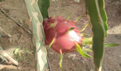 Aydın'da pitaya üretimi genişliyor