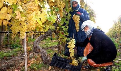 Sarıgöl’de üzüm hasadı aralıksız sürüyor