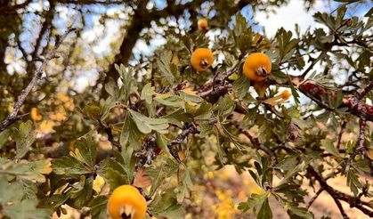 Alıç meyvesine vatandaşlar ilgi gösteriyor