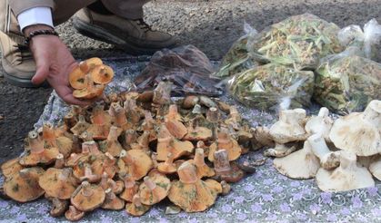 Lezzeti cezbediyor, toplaması dikkat istiyor