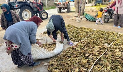 Hasadı tamalanan tütünler satış için hazırlanıyor