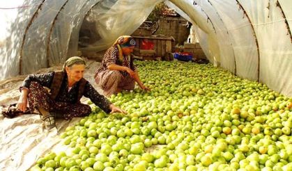 Kırağı vurdu, gök domates seraya taşındı