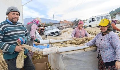 Selendi’de tütünde hasat bitti, kolileme mesaisi başladı