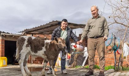 Çiftçiye buzağı kiti ve dezenfektan desteği