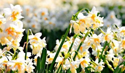 İZDENİZ'den Nergis Festivali'ne özel seferler