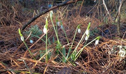 Bu çiçeği koparmanın bedeli dudak uçuklatıyor