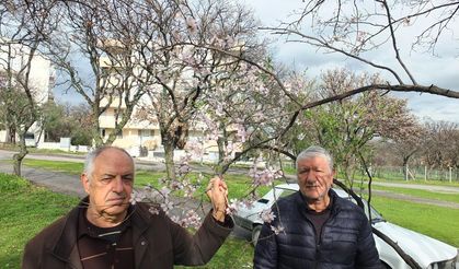 Balıkesir'de bademler çiçek açtı