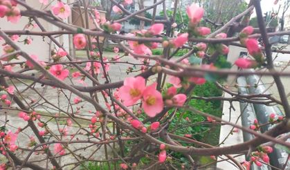 İzmir'de ayva çiçek açtı