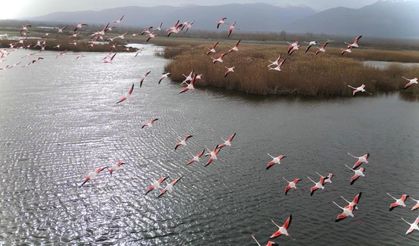 Eber Gölü'ndeki flamingolar görsel şölen sundu