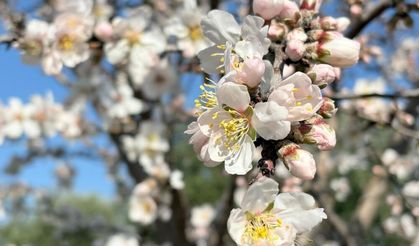 Erken çiçek açan badem ağaçları üreticiyi tedirgin etti