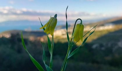 Ağlayan Gelinler çiçek açtı