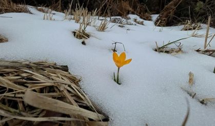 Kar ve çiçek açan çiğdemler yan yana