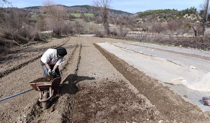 Manisa'da tütün üreticisinin zorlu mesaisi başladı