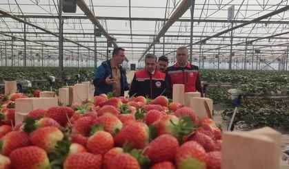 Aydın’da çilek hasadı başladı
