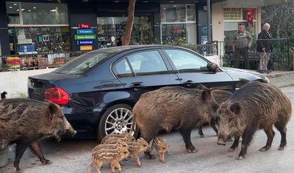 İzmir'de yaban domuzları gündüz vakti sokaklarda yiyecek aradı