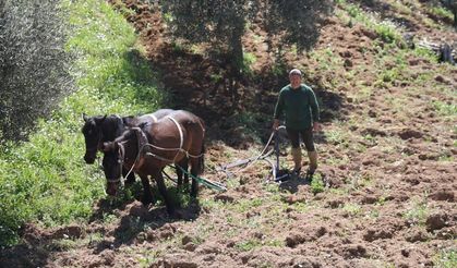 Aydınlı üreticinin karasabanla zorlu mücadelesi