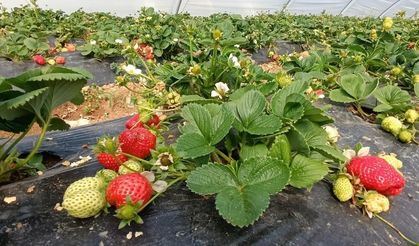 Köprübaşı çileği altın sezonunu yaşıyor
