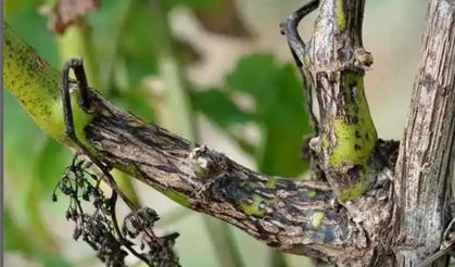 Manisa’da bağcılara ‘Ölükol’ uyarısı