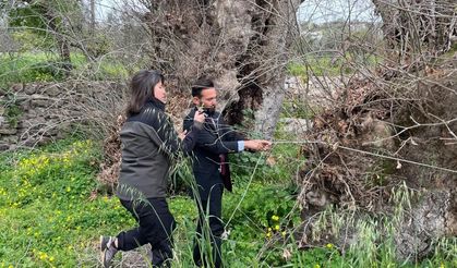 Bodrum’da 2 bin yıllık dev çınar keşfedildi