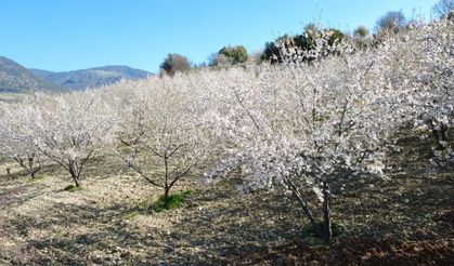 Manisa'da badem ağaçları çiçeklerle bezendi
