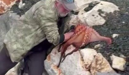 Görenler gözlerine inanamadı: Kayalıktaki dev ahtapotu elleriyle avladı