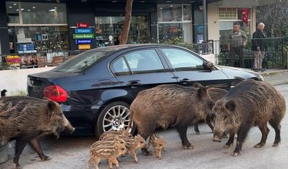 İzmir'de domuzlar sosyal hayatın parçası olmaya başladı