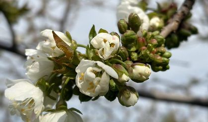 Manisa'da ‘Monilya’ tehlikesi