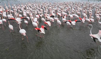 Eber Gölü'nde görsel şölen: Flamingolar renkli görüntüler oluşturdu