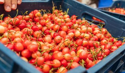 Kuzey yarımkürenin ilk kirazı rekor fiyatla satıldı