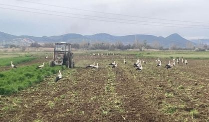 Çiftçinin doğal mesai arkadaşları iş başında