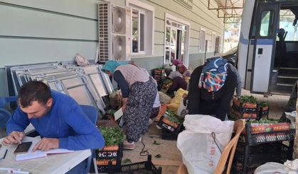 Manisa'da taze bağ yaprağı mesaisi başladı