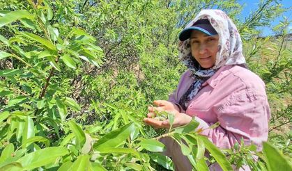 Çağla badem üreticisinin yüzünü güldürdü