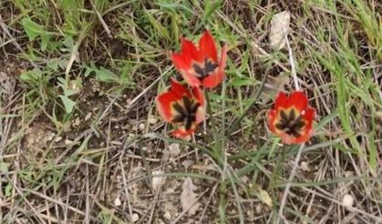Denizli'de anemon lalesi yetişti