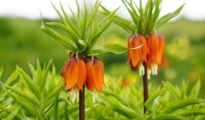 Bu çiçeği koparmanın cezası bir araba parası